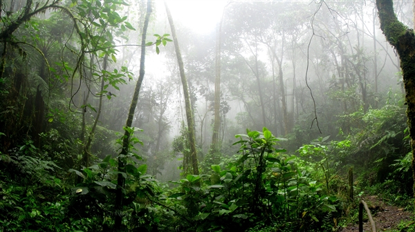 研究发现亚马逊雨林吸收的碳远远少于预期