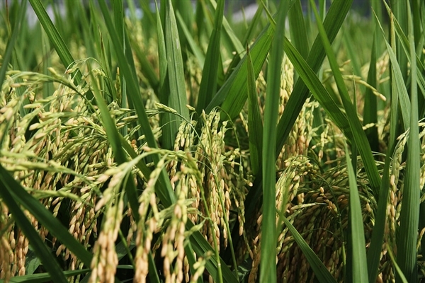 袁隆平团队设首个“海水稻”寒地育种站：让杂交水稻覆盖全球
