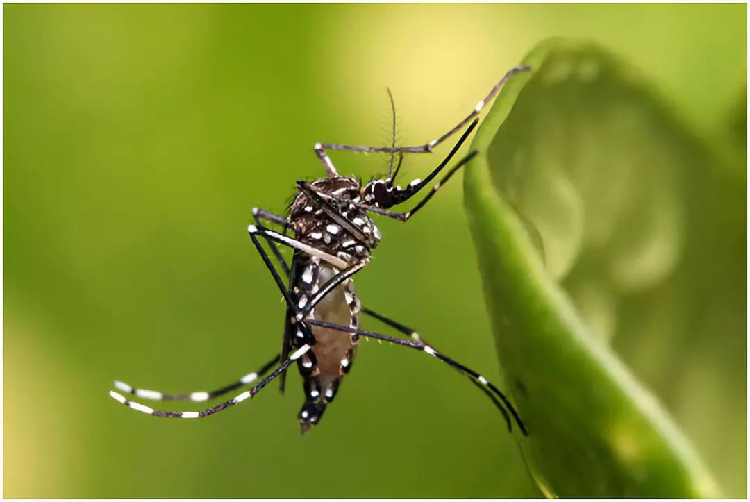 转基因蚊子试验惹争议：想让蚊子不孕不育，却产生了新变种？