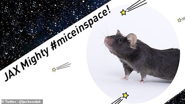 目的曝光：美国把40只老鼠送上太空竟为增强肌肉