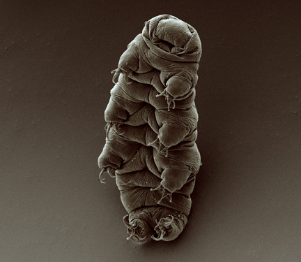 Adult_tardigrade.jpg