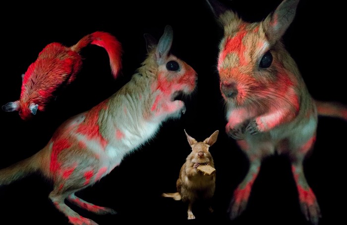 科学家发现一种能在紫外光下改变皮毛颜色的啮齿动物