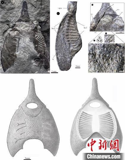 　橄榄纹曲师鱼头甲化石照片及其复原图。郭肖聪 绘