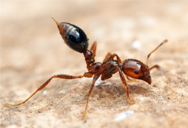 红火蚁位列最危险入侵物种：国内正大力阻截防控
