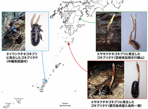 日本人发现了长在蟑螂身上的“冬虫夏草”