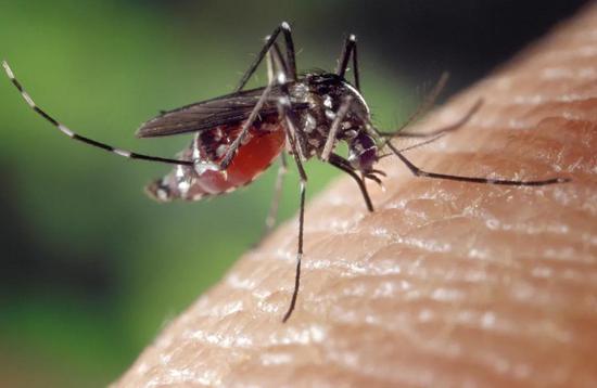 欢迎蚊子：新研究证明它们可以帮忙揭开人类大脑的奥秘