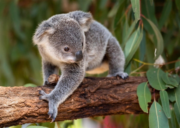 澳大利亚考虑将考拉列为濒危物种 科学家：如果不保护 2050年可能灭绝