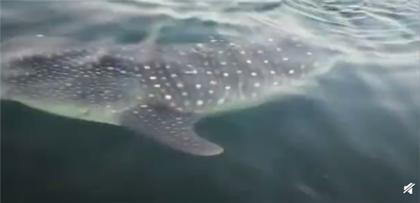 鲸鲨现身大连獐子岛 目测7米多长1000多斤 专家：或因觅食才出现