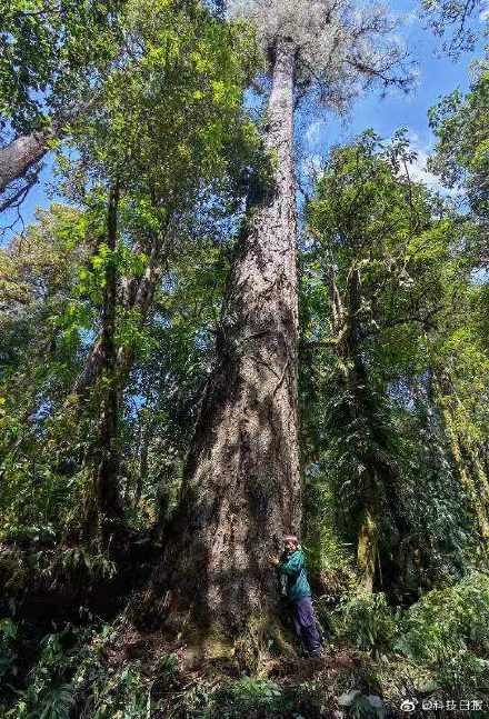 西藏发现中国大陆已知最高的树：高76.8米 真正“树王”