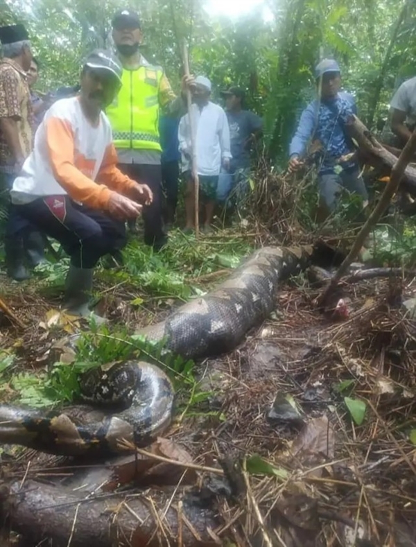 《西游记》恐怖情节成真！印尼一54岁女子被近7米长巨蟒吞掉