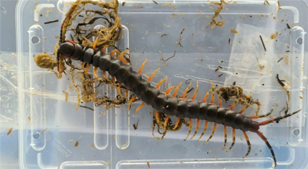 可以蛇为食！海口海关查获5条巨人蜈蚣：最长可长到40多厘米