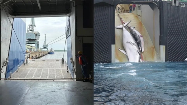 日本疯狂捕鲸！3.5亿元造船 一年捕杀200头：叫嚣永不停止