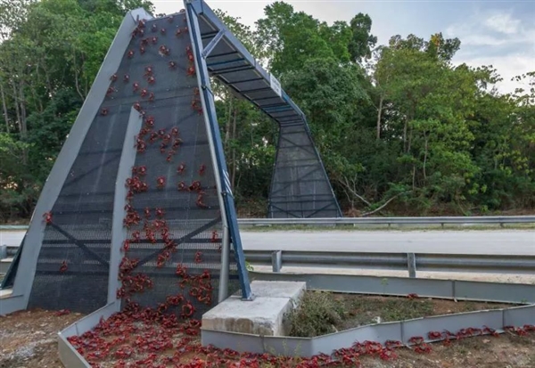 澳大利亚花近3亿元建了座“鸟桥” 被民众嫌弃：浪费钱