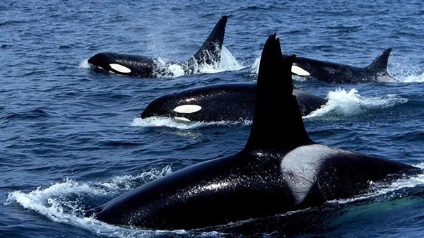 欧洲虎鲸频繁袭击船只 4年累计673次 专家说是吃太饱了