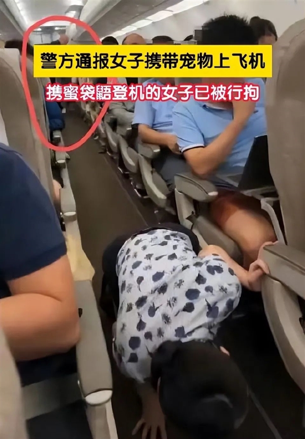 女子偷偷带蜜袋鼠上飞机：舱内乱窜丢失、所有乘客下机