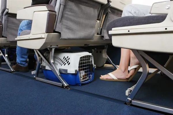 女子偷偷带蜜袋鼠上飞机：舱内乱窜丢失、所有乘客下机