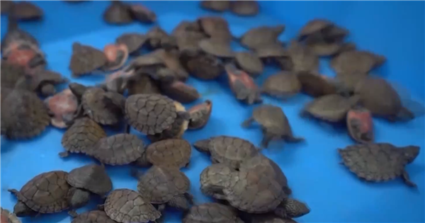 男子身上藏454只乌龟入境被查：均为濒危物种