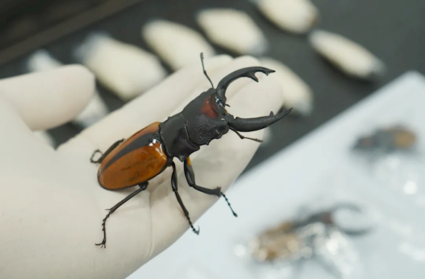 女子携带18只活体大甲虫进境被查 均属外来物种