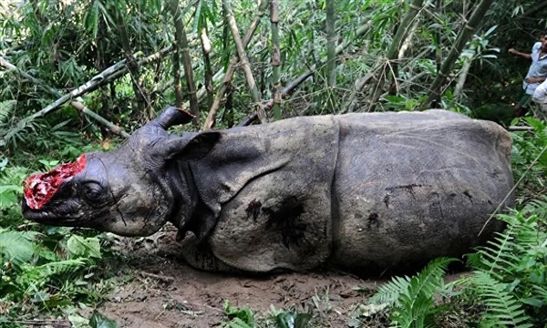 为防止犀牛角被偷猎：科学家首次将放射性物质注入犀牛角中