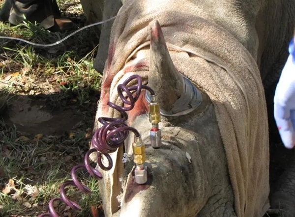 科学家首次将放射性物质注入犀牛角中：以防止偷猎
