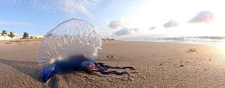 去海边玩看到“塑料袋”赶紧跑、别犹豫！