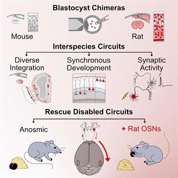 大脑也能双拼？不同老鼠大脑被融在一起 创造出了“科学怪鼠”