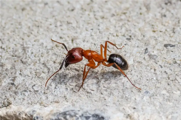 蚂蚁也懂“截肢手术”！人类之外动物首次发现