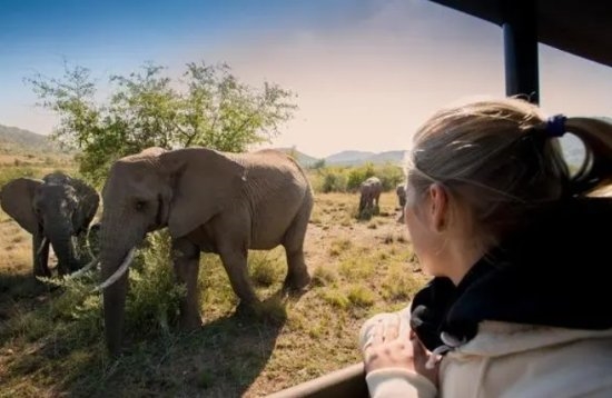 游客不听劝下车拍照被象群踩死 当地官员：母象试图保护幼象