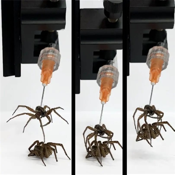小心僵尸蜘蛛！疯狂科学家将死蜘蛛改造成死灵机器人 充当机械爪