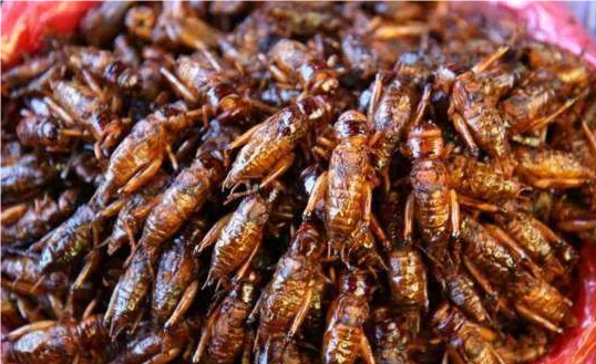 新加坡进入食虫时代：16种昆虫被批准供人食用