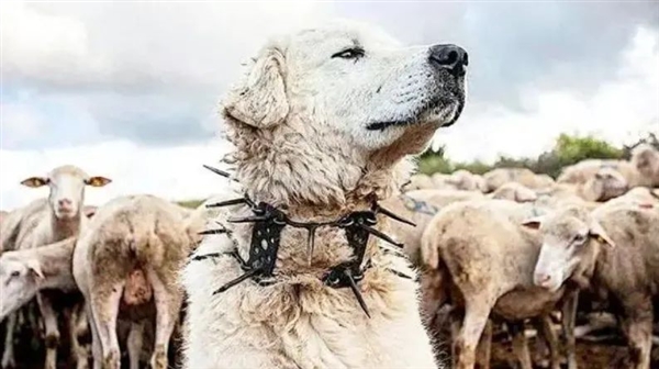 为什么狼群不敢攻击有牧羊犬的羊群？难道打不过一条狗？