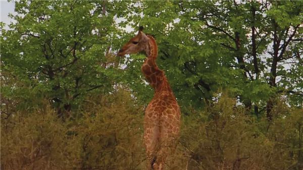 南非出现脖颈S型长颈鹿 淡定吃草！以前还有L型和Z型