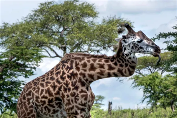 南非出现脖颈S型长颈鹿 淡定吃草！以前还有L型和Z型