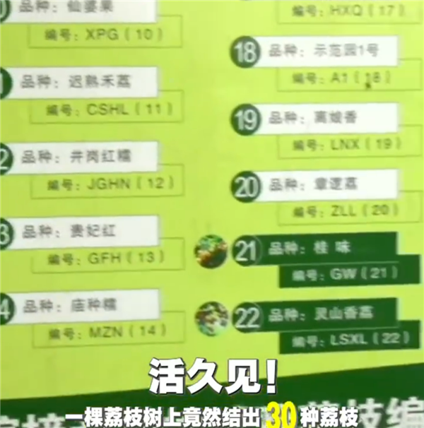 广西灵山惊现“百变荔枝王”!一棵荔枝树上竟然结出30种荔枝