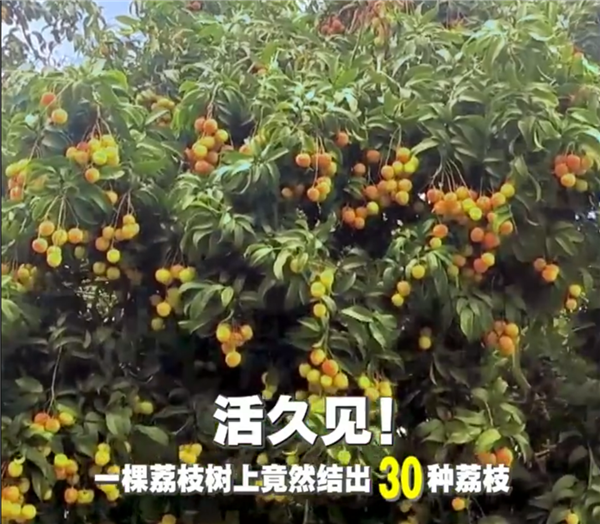 广西灵山惊现“百变荔枝王”!一棵荔枝树上竟然结出30种荔枝
