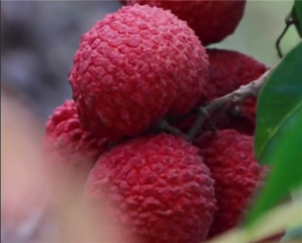 广西灵山惊现“百变荔枝王”!一棵荔枝树上竟然结出30种荔枝