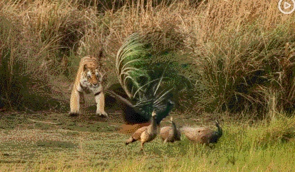 国外孔雀免费吃 新西兰农场来了一群孔雀 中国网红受邀前去狩猎