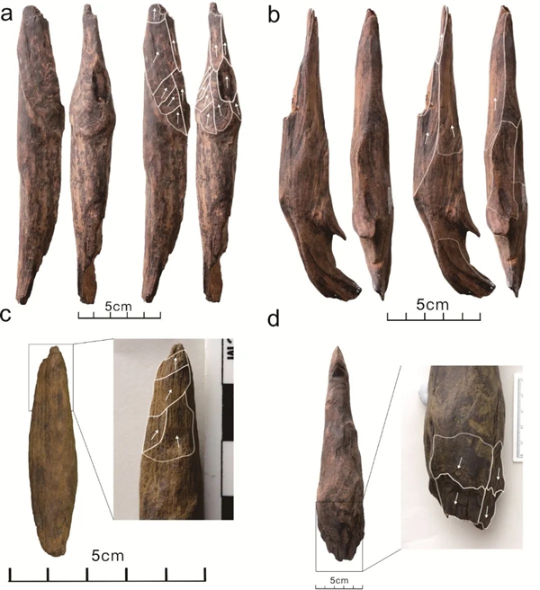 距今最久36万年！云南出土东亚最早木器 揭秘古人生存之道