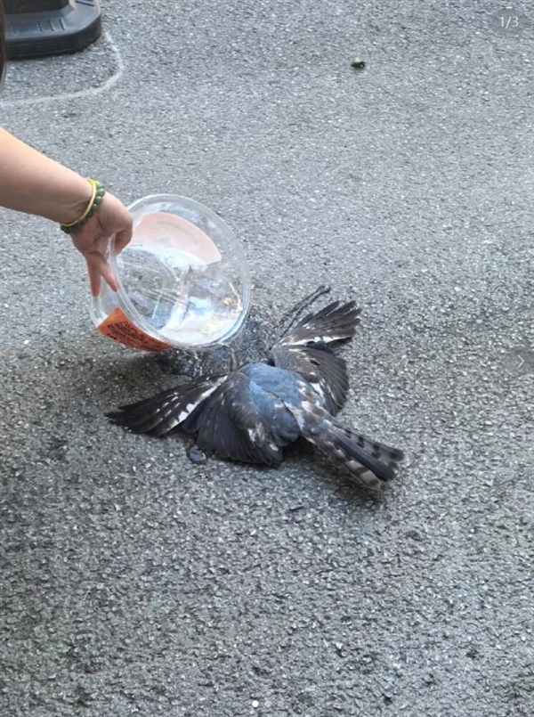 热得要命不是玩笑!武汉已经热到鸟都中暑了