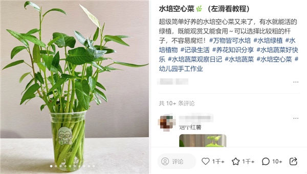 最懂“牛马”的蔬菜!给水就能活