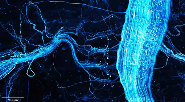 太科幻！我国科学家首次实现小鼠全身“高清全景成像”：单根神经纤维清晰可见