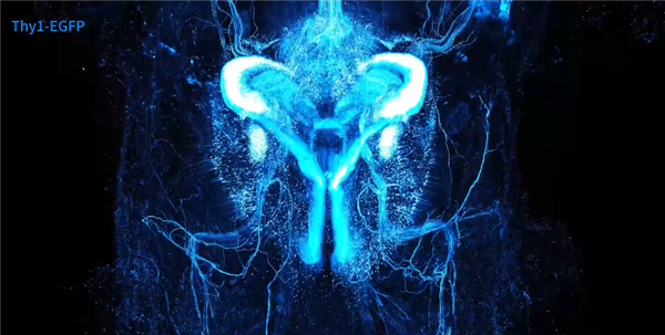 太科幻！我国科学家首次实现小鼠全身“高清全景成像”：单根神经纤维清晰可见