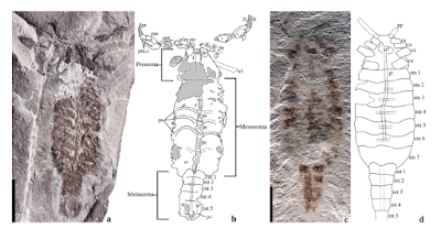 最早进入陆地的动物长什么样 它们又是如何进入陆地的