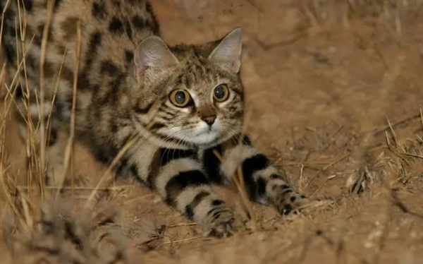 这是已知最致命的猫科动物!一年猎杀3000只啮齿动物