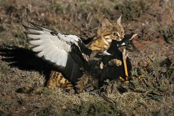 这是已知最致命的猫科动物!一年猎杀3000只啮齿动物