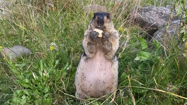 无人机被土拨鼠叼进洞 客服建议用铲子刨!