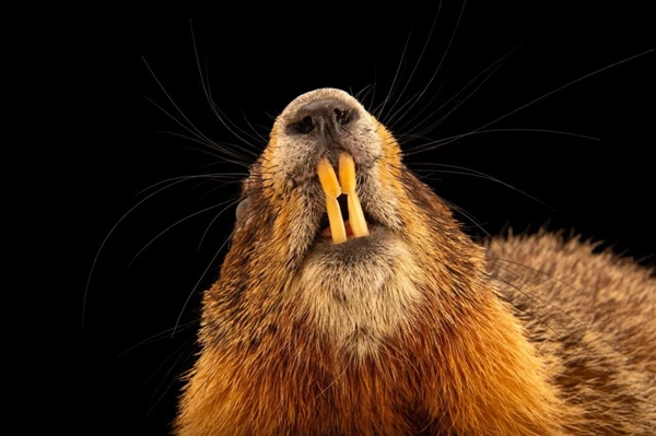 无人机被土拨鼠叼进洞 客服建议用铲子刨!