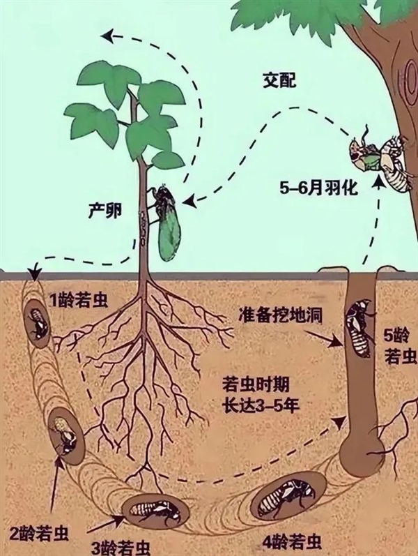 那些13年蝉和17年蝉 根据什么来判断自己在地下度过的时间