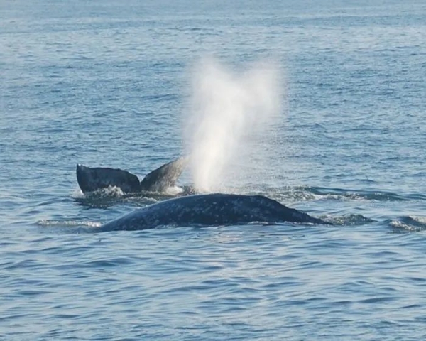 水下闭气超29分钟!人类终于做到了