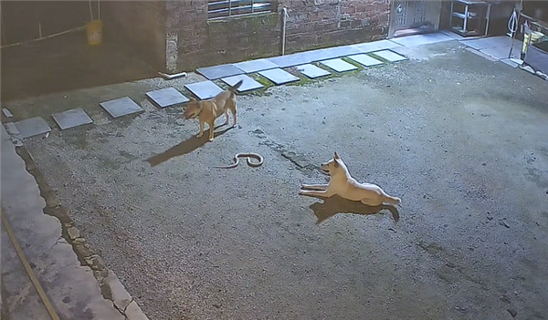 监控下的一幕！两只狗大战眼镜蛇：一只佯攻 一只偷袭